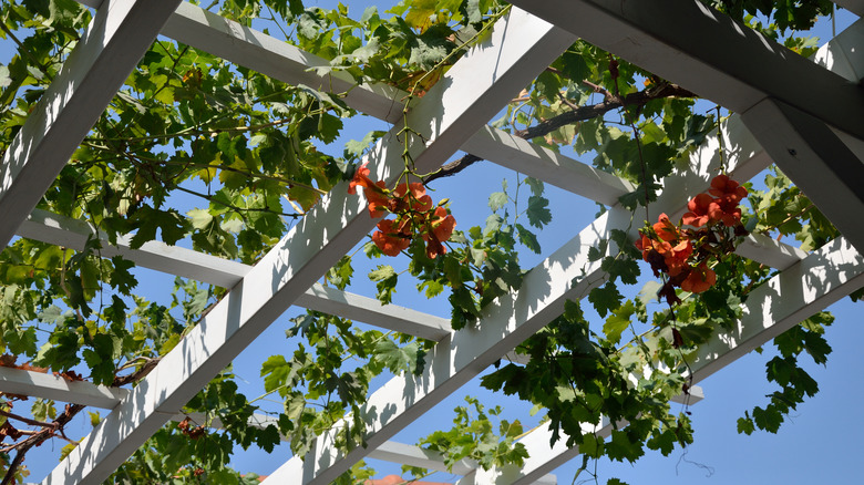 white arbor with flower vines