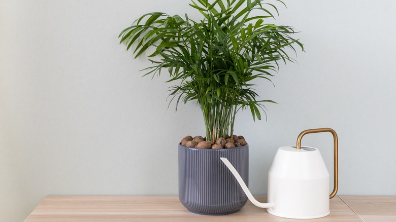 potted palm with watering can