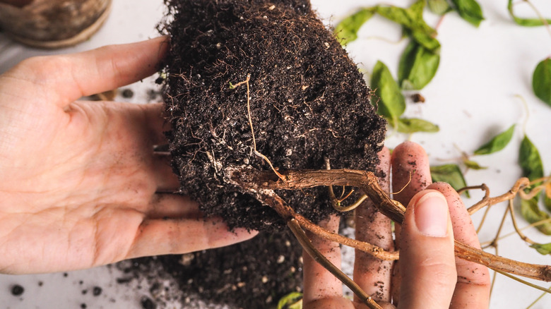 Diseased rotting plant roots