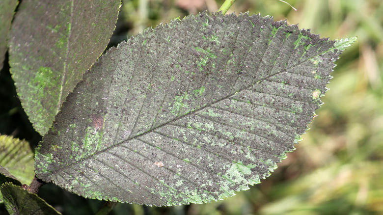 Sooty mold on leaf