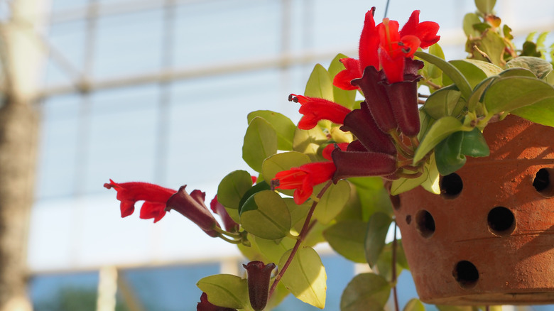 Blooming lipstick plant by window