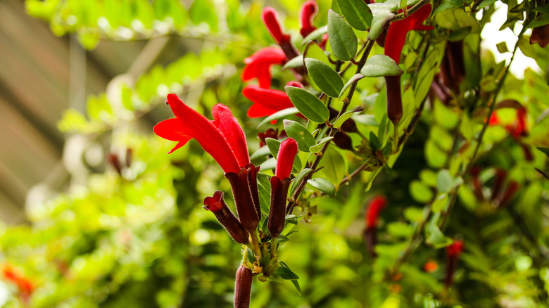 Aeschynanthus lipstick plant in garden
