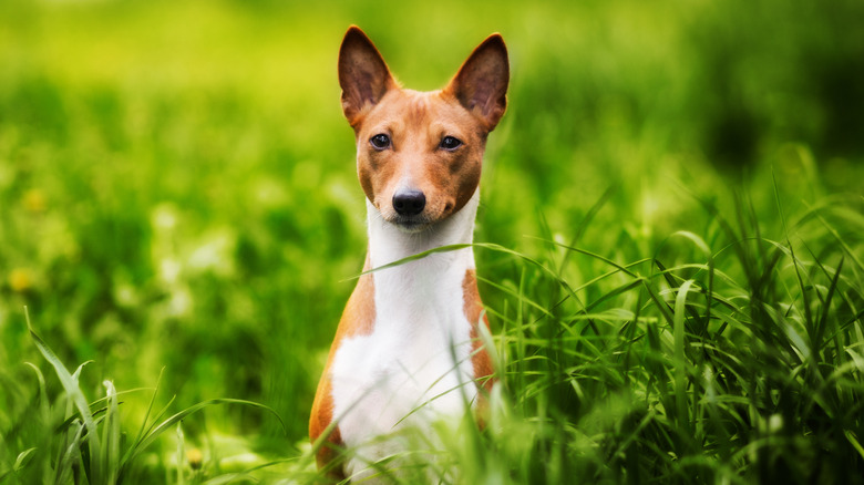 Dog in garden