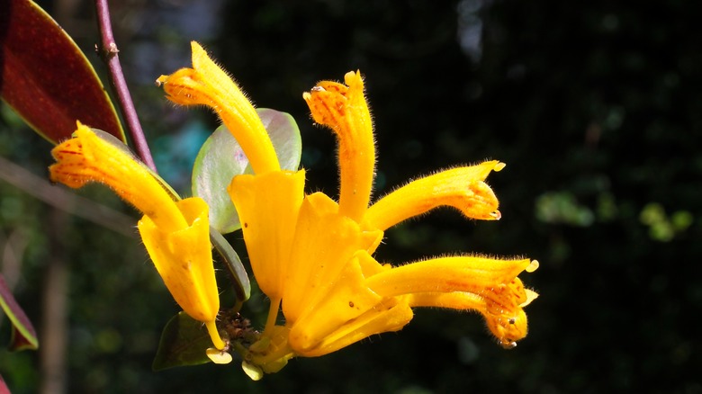Aeschynanthus radicans jack blossom