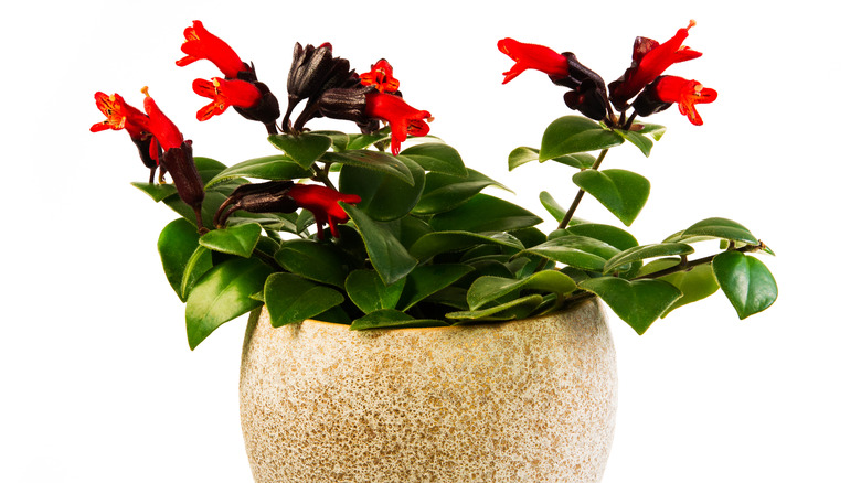 Potted Aeschynanthus lipstick plant