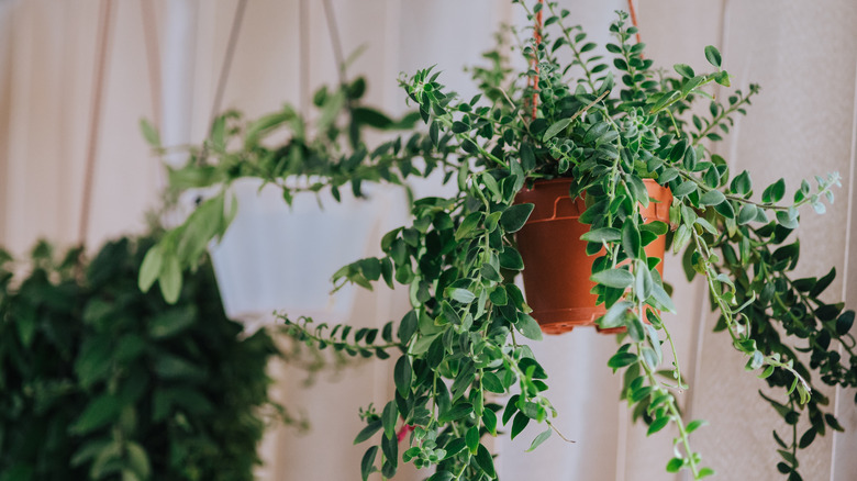 Hanging Aeschynanthus lipstick plant