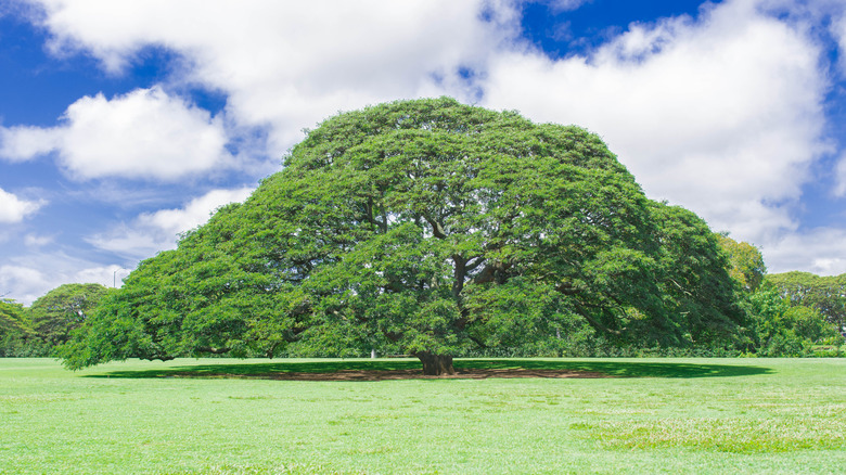 Large tree in middle of field