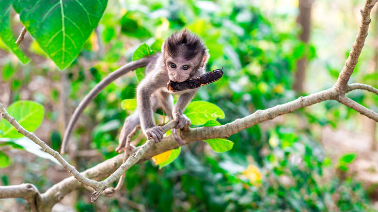 Monkey eating monkey tree seed pod