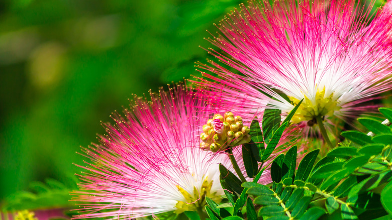 Vibrant pink and white flowers