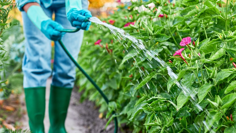 watering plants with hose 