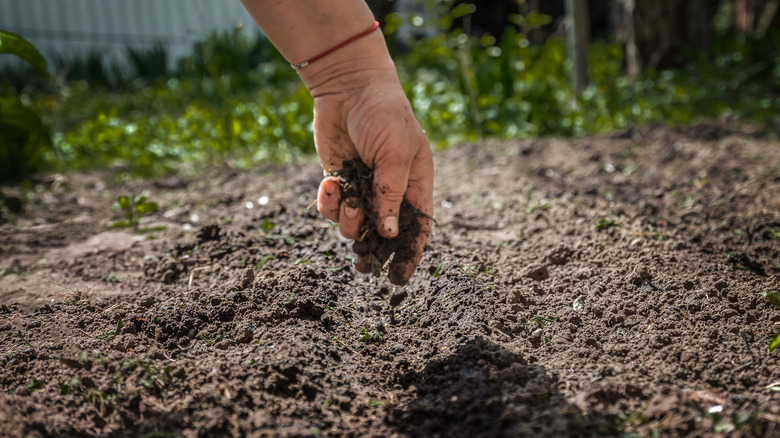 Person running topsoil through hands