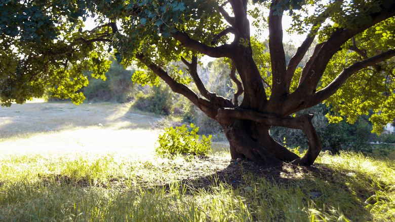 Carob tree grown for shade