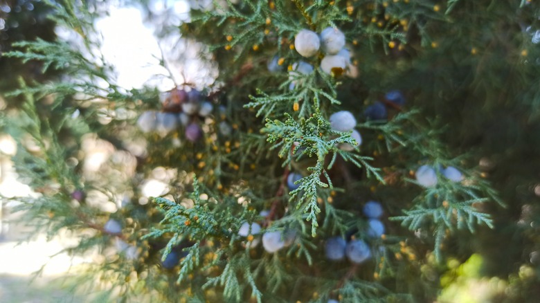 Eastern Red Cedar Juniperus virginiana