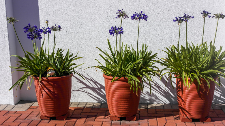 agapanthus in flower pots