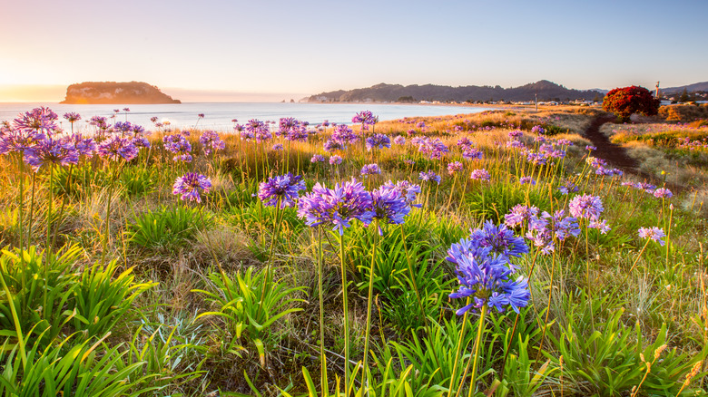 agapanthus in New Zealand landscape