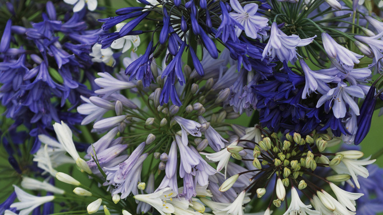 variety of agapanthus flowers