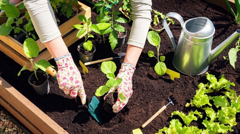 Raised bed gardening 