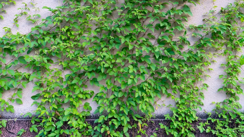 Vines growing on concrete wall