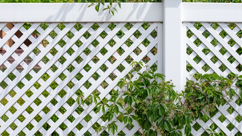 Vines growing on fence