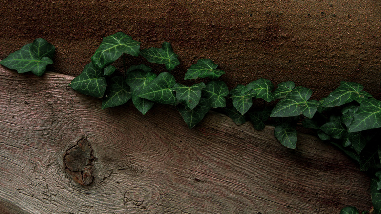 Vines growing along wood barier 