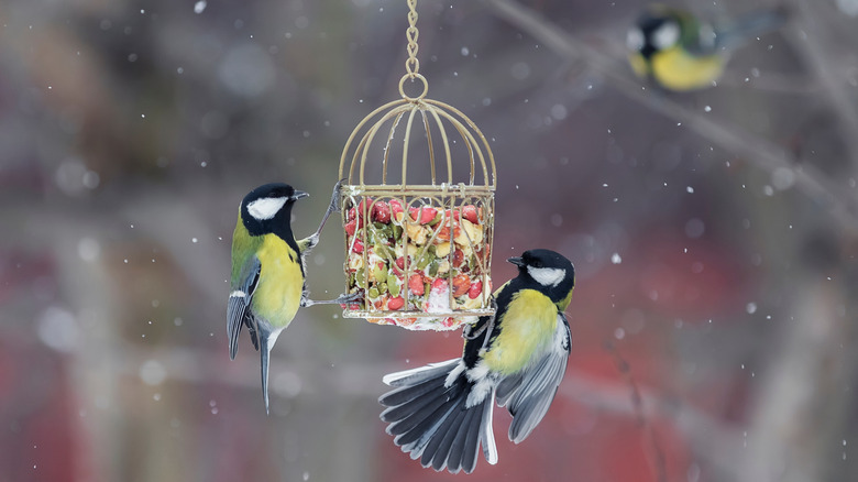 Two birds eat at a small wire feeder during the winter