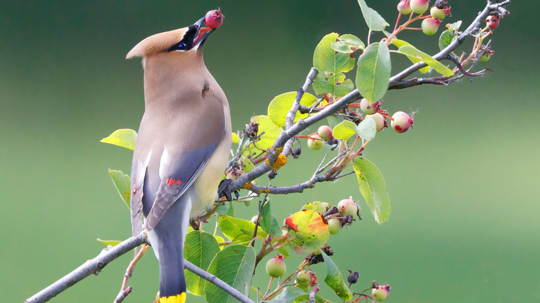 A cedar waxwing bird eats a berry while sitting on a tree branch