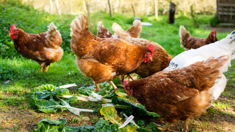 Chickens eating lettuce from the garden