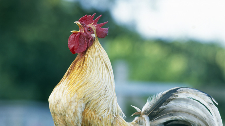 Roosters making loud noise