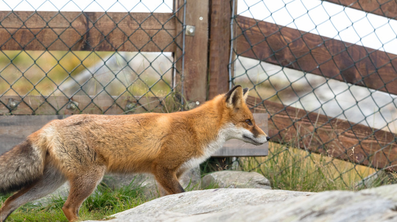 A fox trying to get into a mesh fence