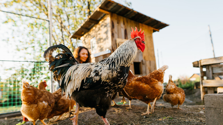 Roosters and hens roaming around their large chicken coop