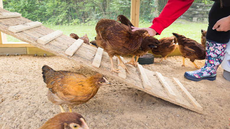 Woman touching chicken in a backyard chicken coop