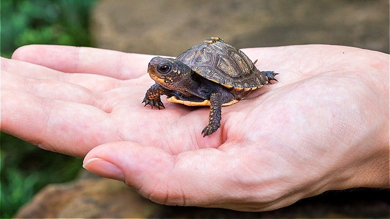 Baby box turtle on hand