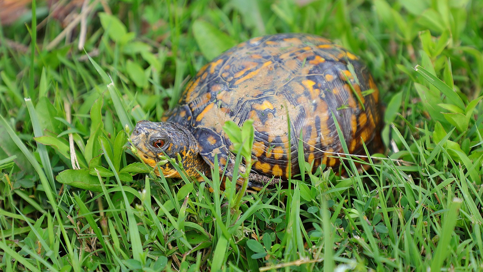 What You Need To Know To Mow A Turtle-Friendly Lawn