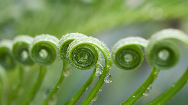 Close up of sago leaf