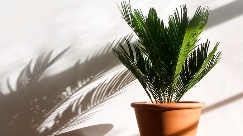 Sago palm in sunlight