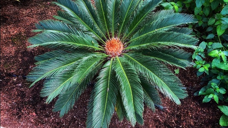 Sago palm in fertilized ground