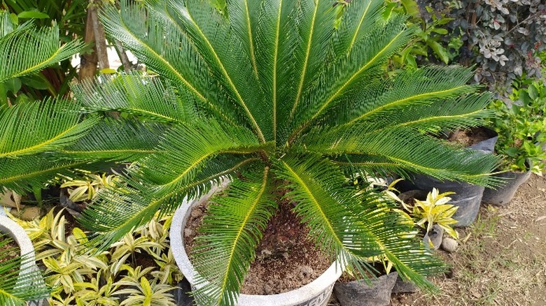 Sago palm in a pot