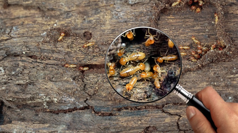 magnifying glass showing termites