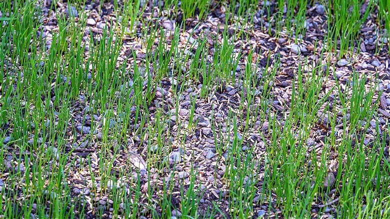 Grass sprouts amidst older grass