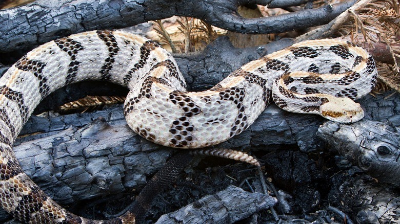 snake in a firepit