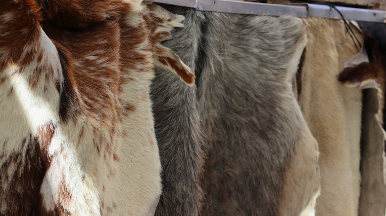 real cowhide drying on line