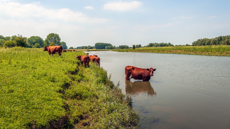 Cow cooling off in a river