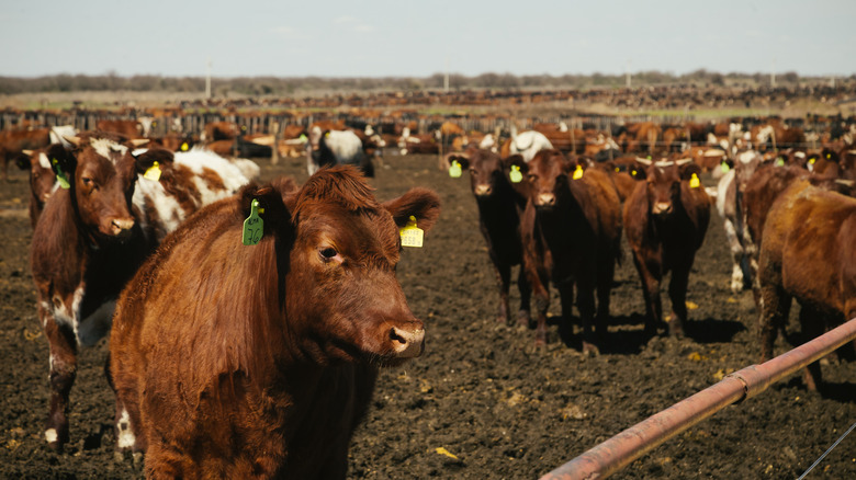 Cattle in an Argentinian feedlot