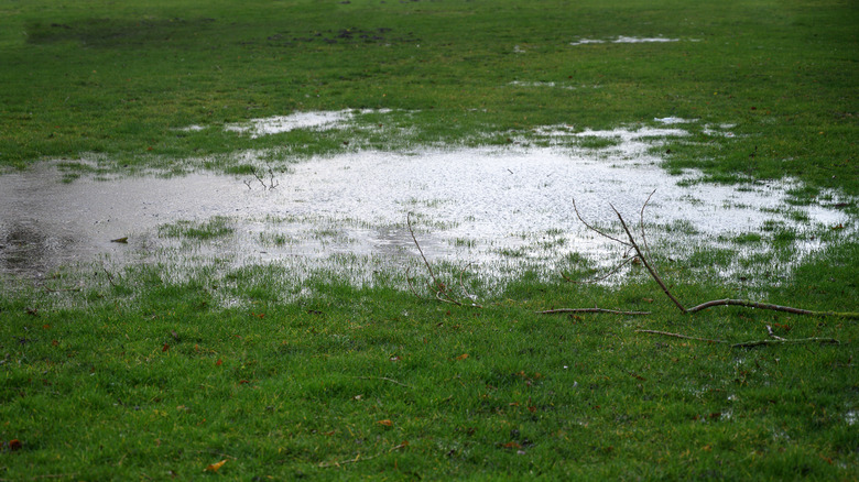 a puddle on a lawn