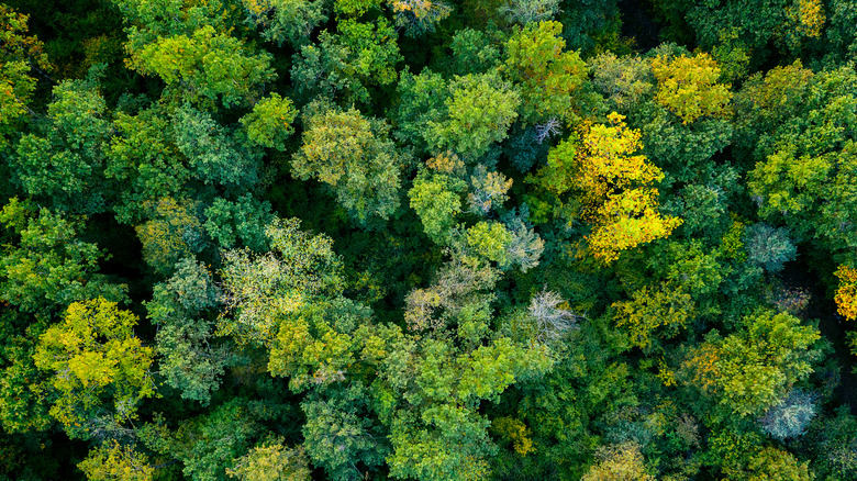 forest of trees, overhead view