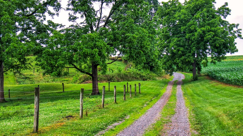 rural road through a farm