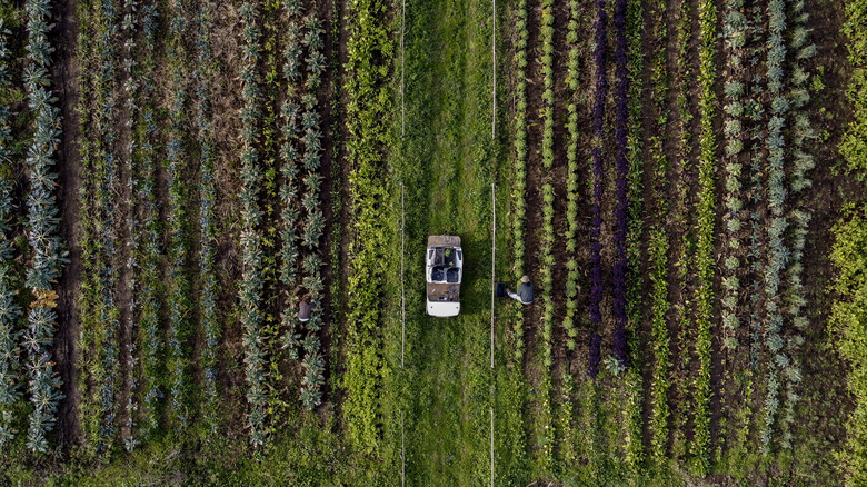 Rows of farm crops aerial 