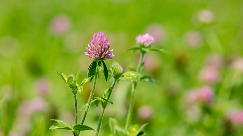 clover plant grown as a cover crop