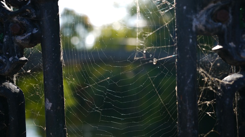 Sunlight shining on cobweb