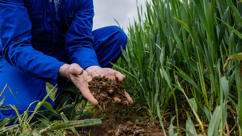 gardener holding soil